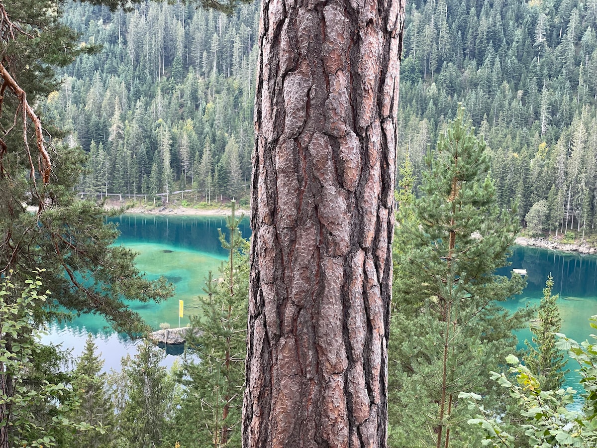 A close-up view of a textured tree trunk is presented, surrounded by a lush forest. In the background, a serene body of water reflects vibrant shades of blue and green, framed by evergreen trees, creating a peaceful natural setting.