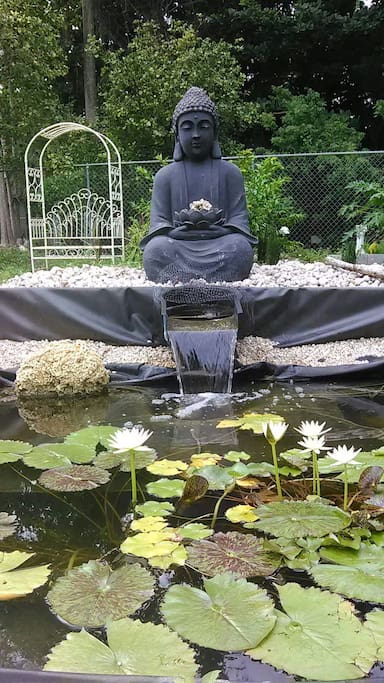 Water lilies In Pond