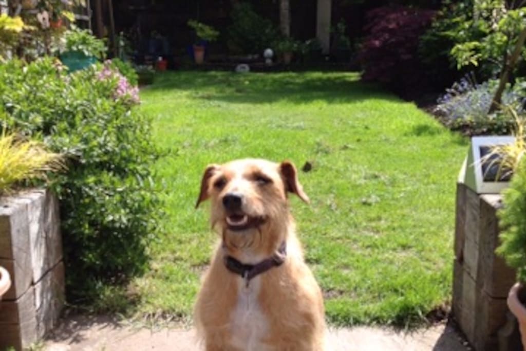 Rosie, the terrier, is here to welcome you