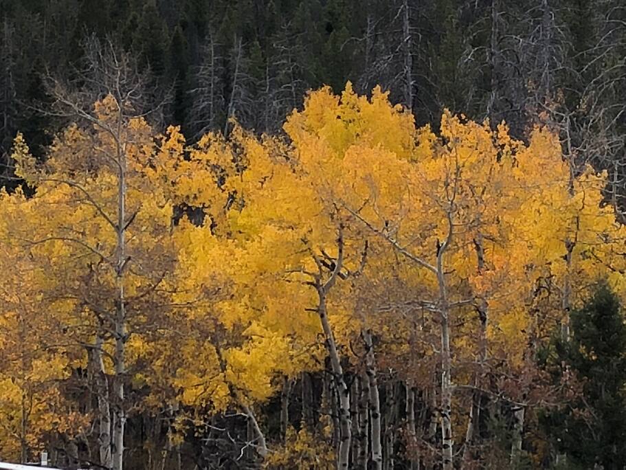 Fall in Montana