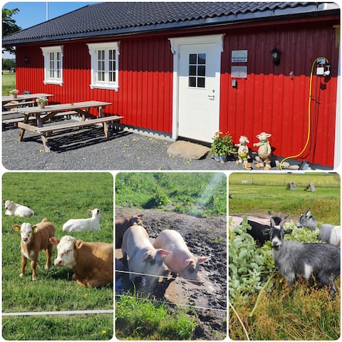 Drengstua at Findal Gård, farm experience