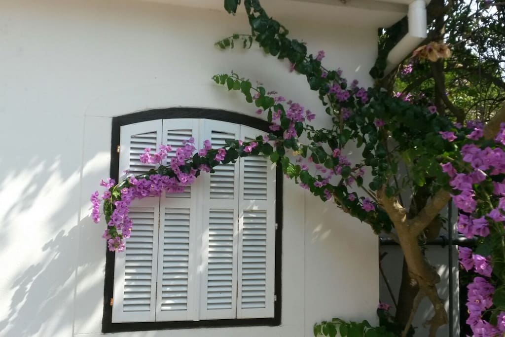 bougainvillea