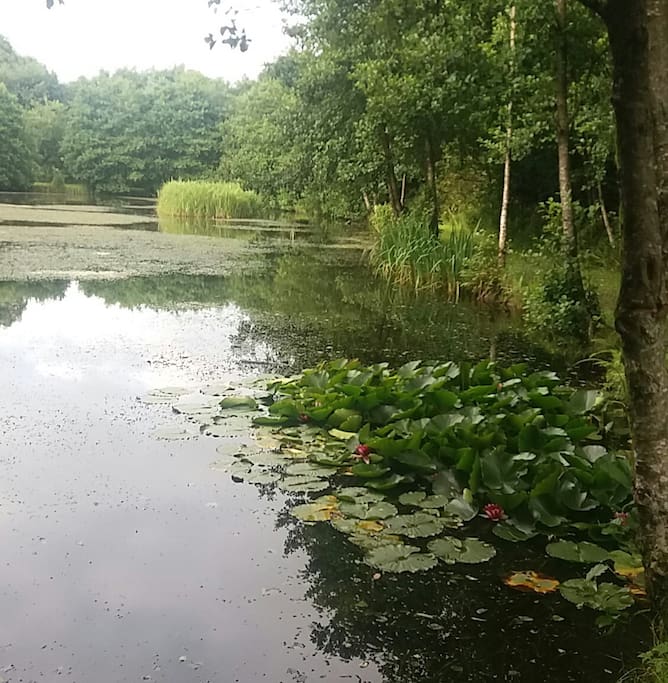 Take a peek at Nature by our lake