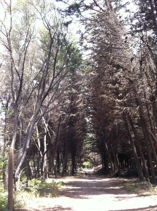 Bosque // The forest