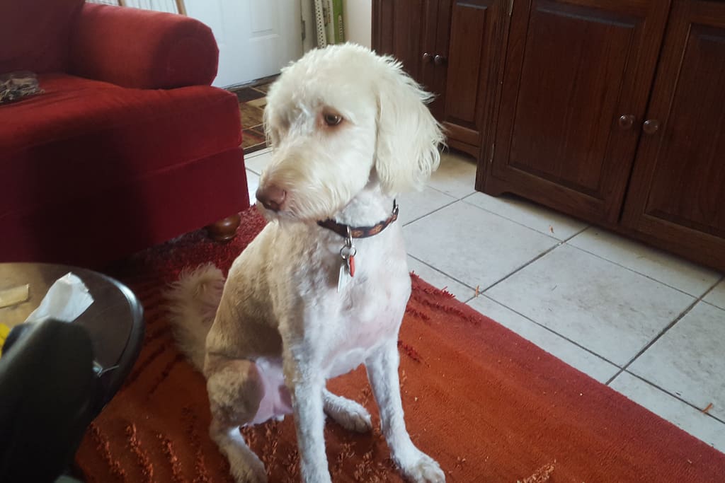 My dog "Rowain"