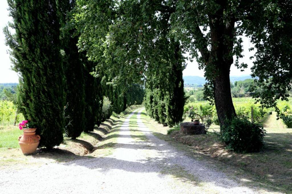 il viale di cipressi