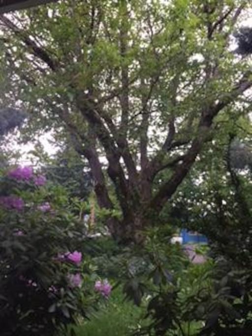 View from porch
