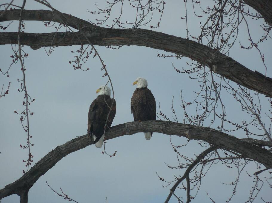 Visitors across the street - Bald Eagles