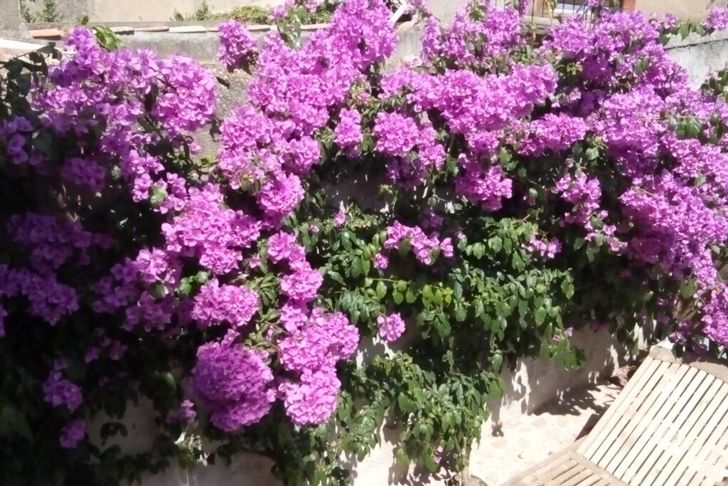 Terrasse fleurie !
Flowered terrace !
Terraza con flores !