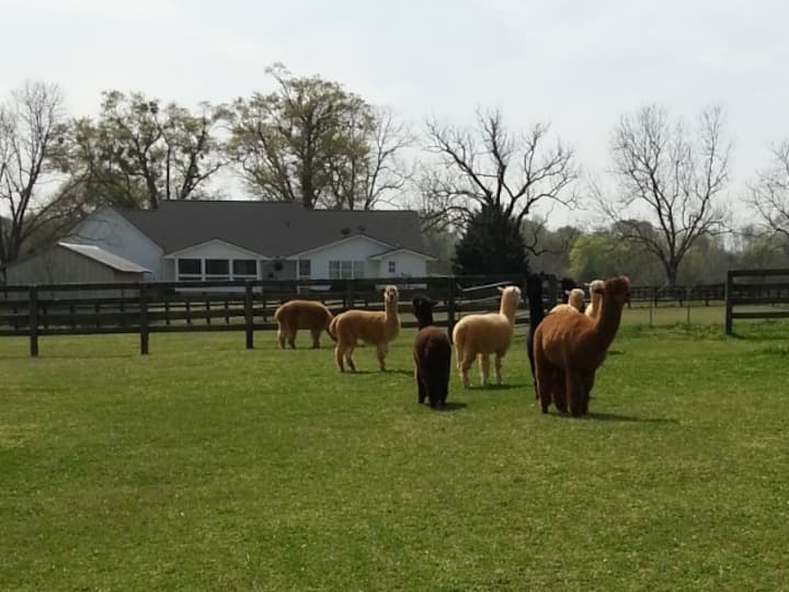 Rutledge Holiday Rentals & Homes United States Airbnb