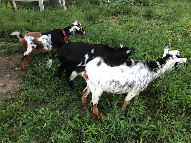 Refuge Farm