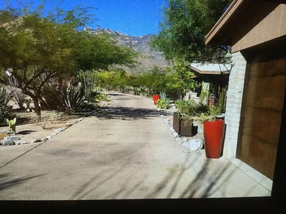 Your first view of the dense desert landscaping with mesquite trees, prickly pear and barrel cactus with multiple mature agave and ocotillos.
