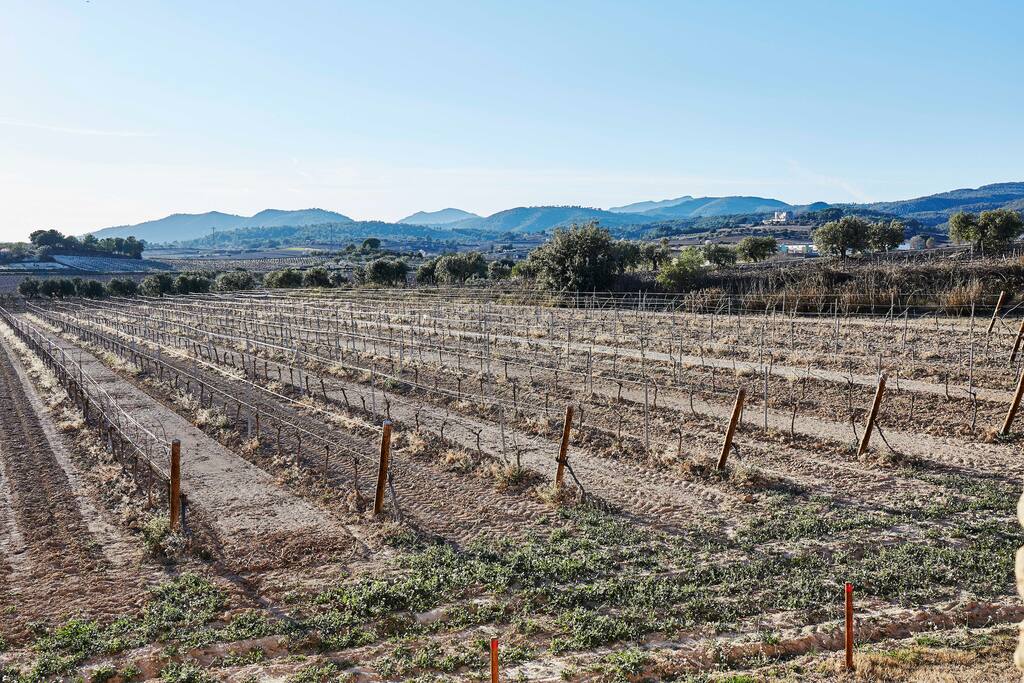 Paisajes relajantes de las viñas de la villa