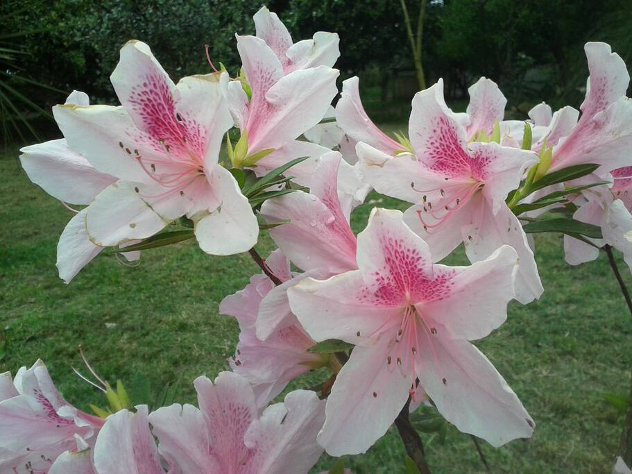 Azaleas