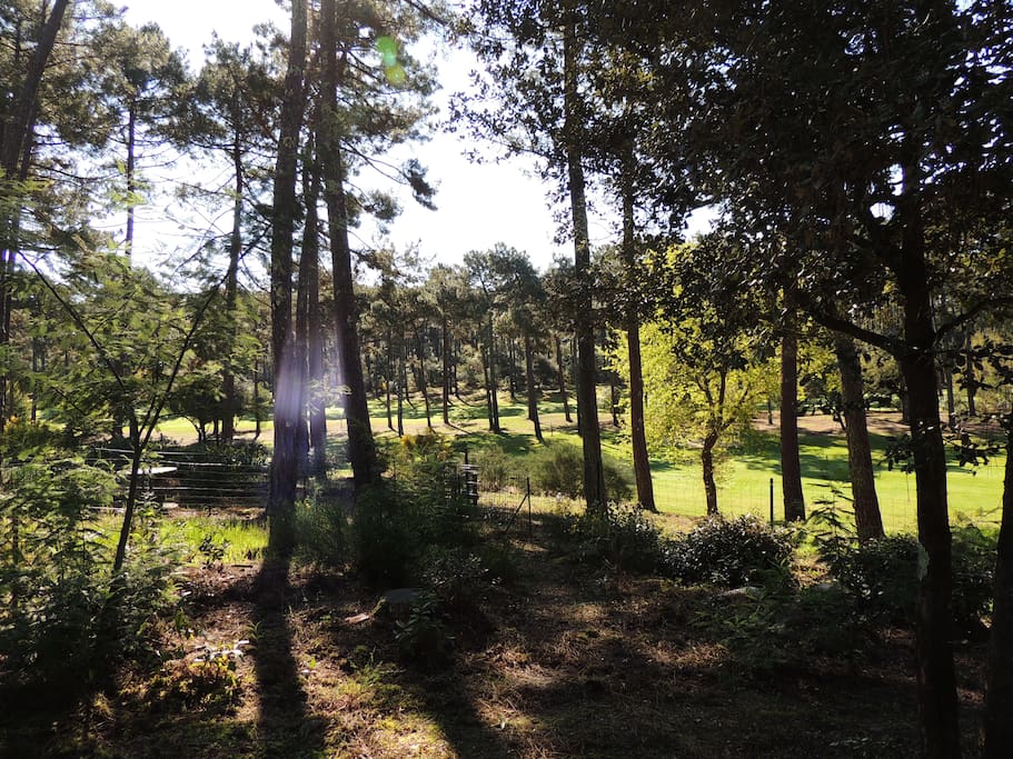 magnifique vue du jardin sur le golf