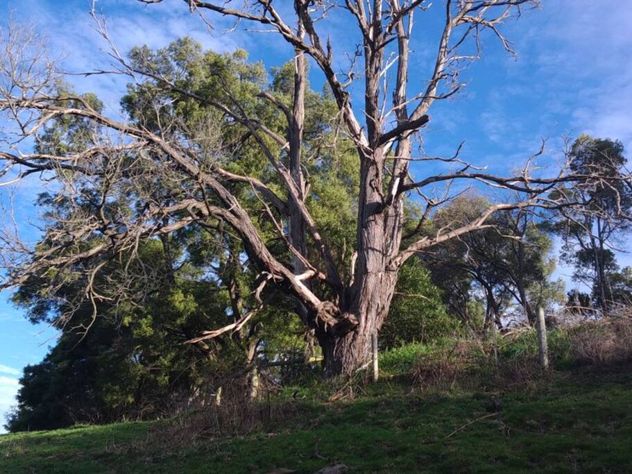 Old Tree