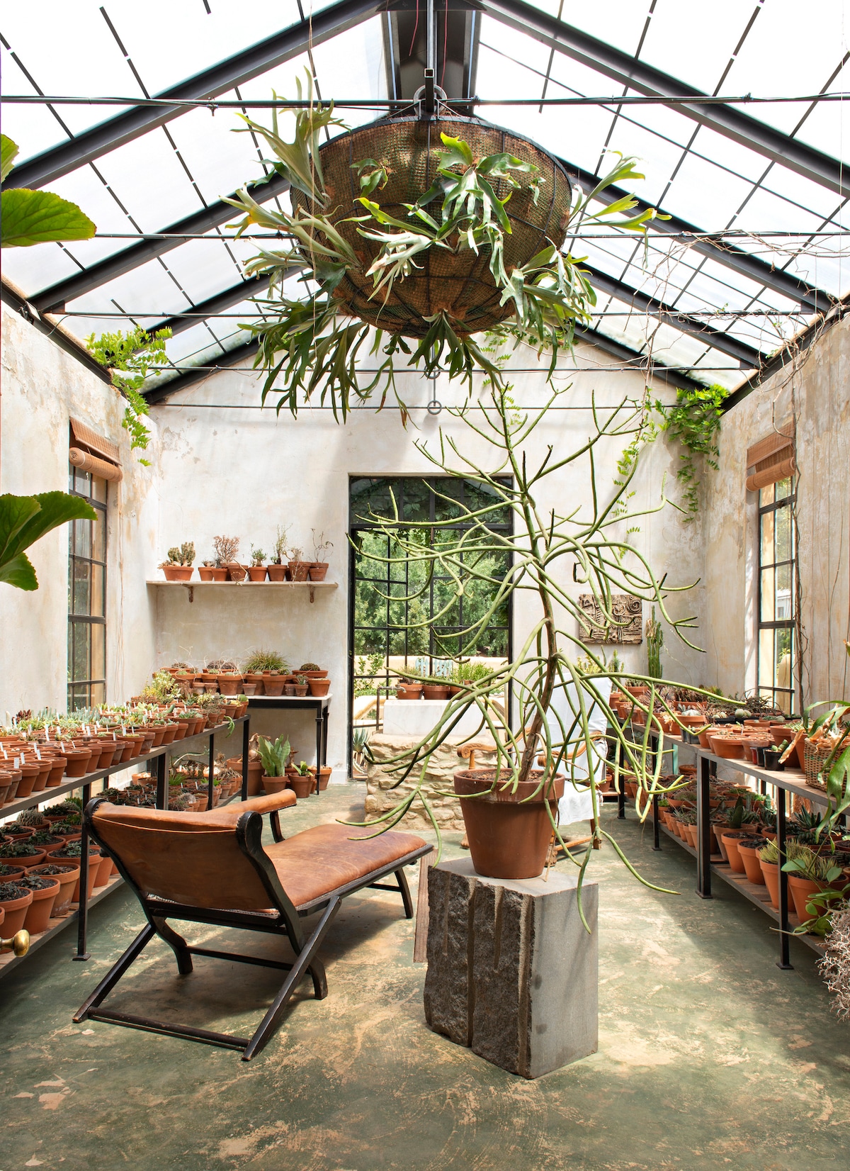 A greenhouse with a glass ceiling hosts an array of potted plants arranged on shelves. A wooden lounge chair is positioned near a tall plant suspended from the ceiling, and natural light filters in, highlighting the greenery and rustic charm of the space.