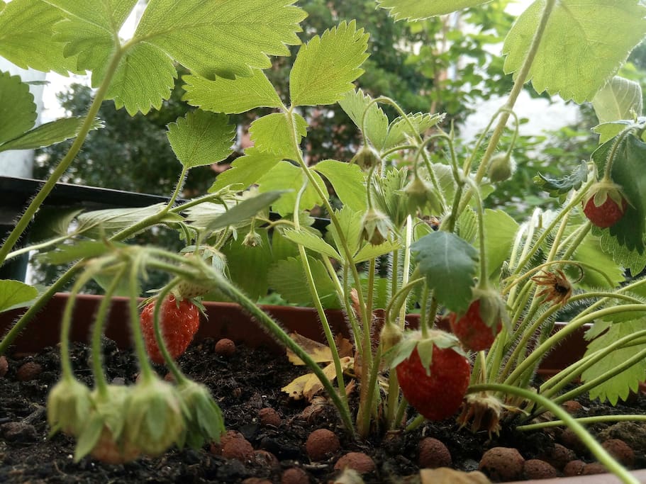 Strawberries... !