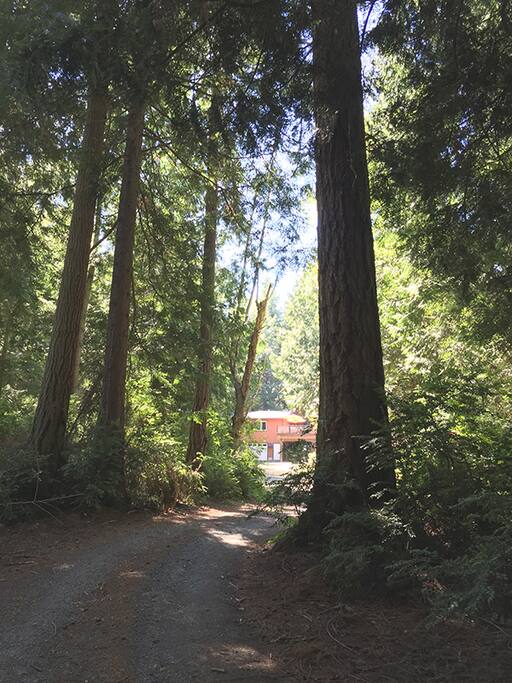 A tree lined drive takes you to a private setting on seven acres.