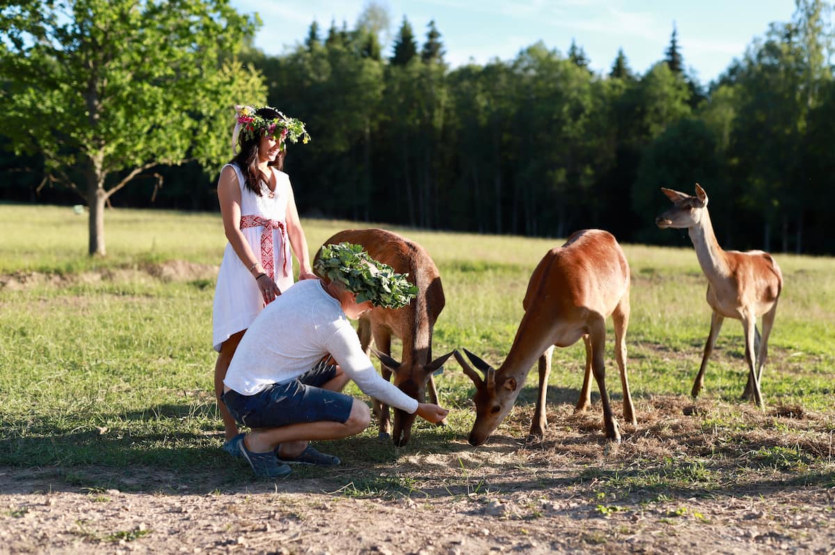 Annas Dzirnavas deer farm - authentic photo