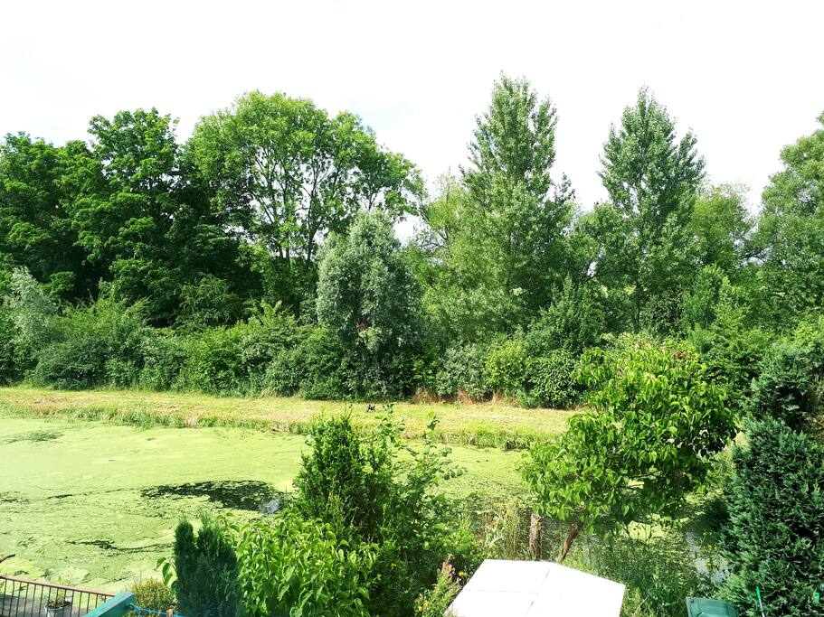 The view from diningtable
