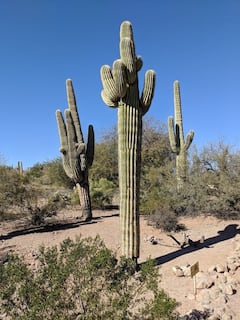Photo of Desert Botanical Garden