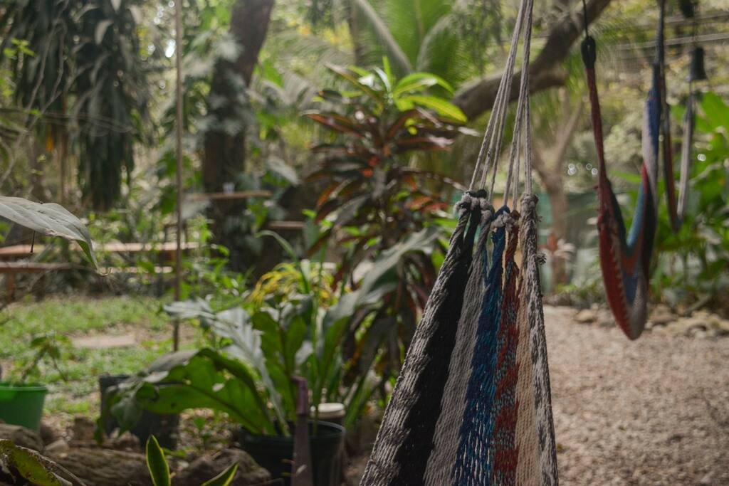 View from the hammock
