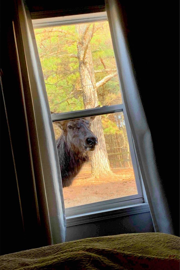 Red Stag buck looking in bedroom window. 