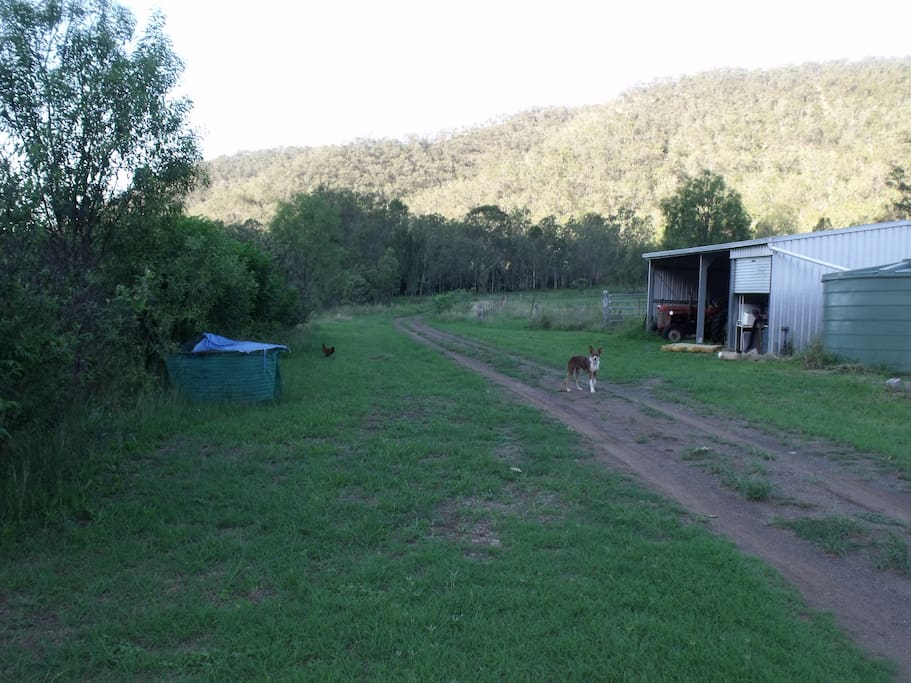 Looking up the driveway with Lucy and free range chook