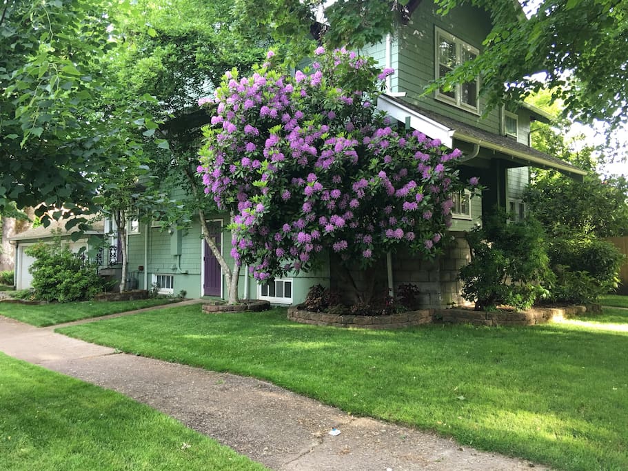 Early spring view of house corner with purple rhodie in bloom.