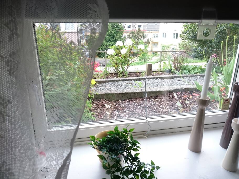 Garden view from the window.