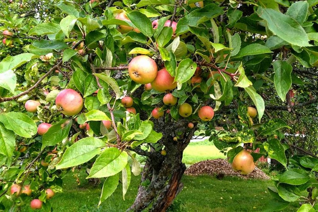 Old apple trees in the garden