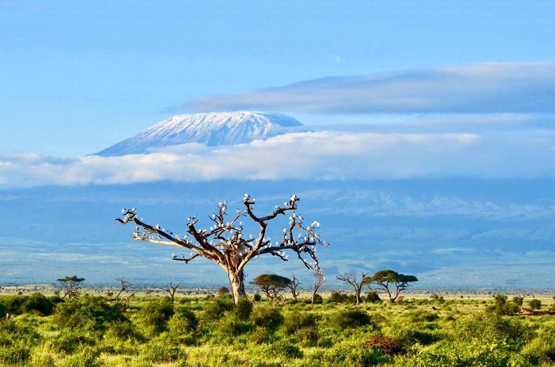 A vast landscape features a stark, leafless tree in the foreground, contrasting with the lush greenery surrounding it. In the background, Mount Kilimanjaro is prominently displayed, its snow-capped peak partially obscured by clouds, under a clear blue sky.