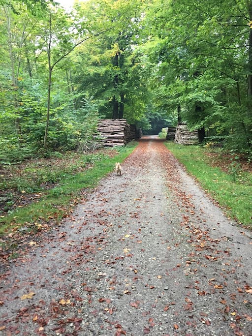 The Wood near by