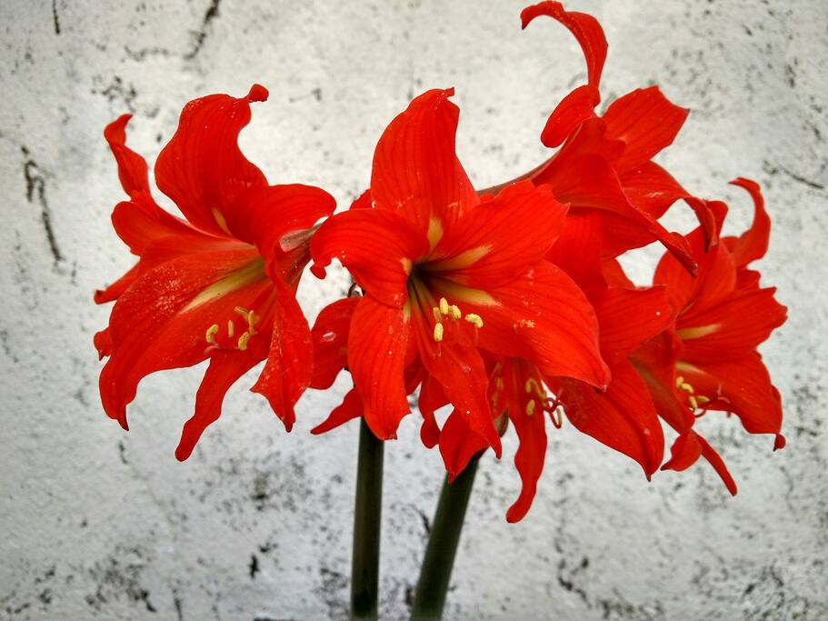 Alguna de las chicas del jardín