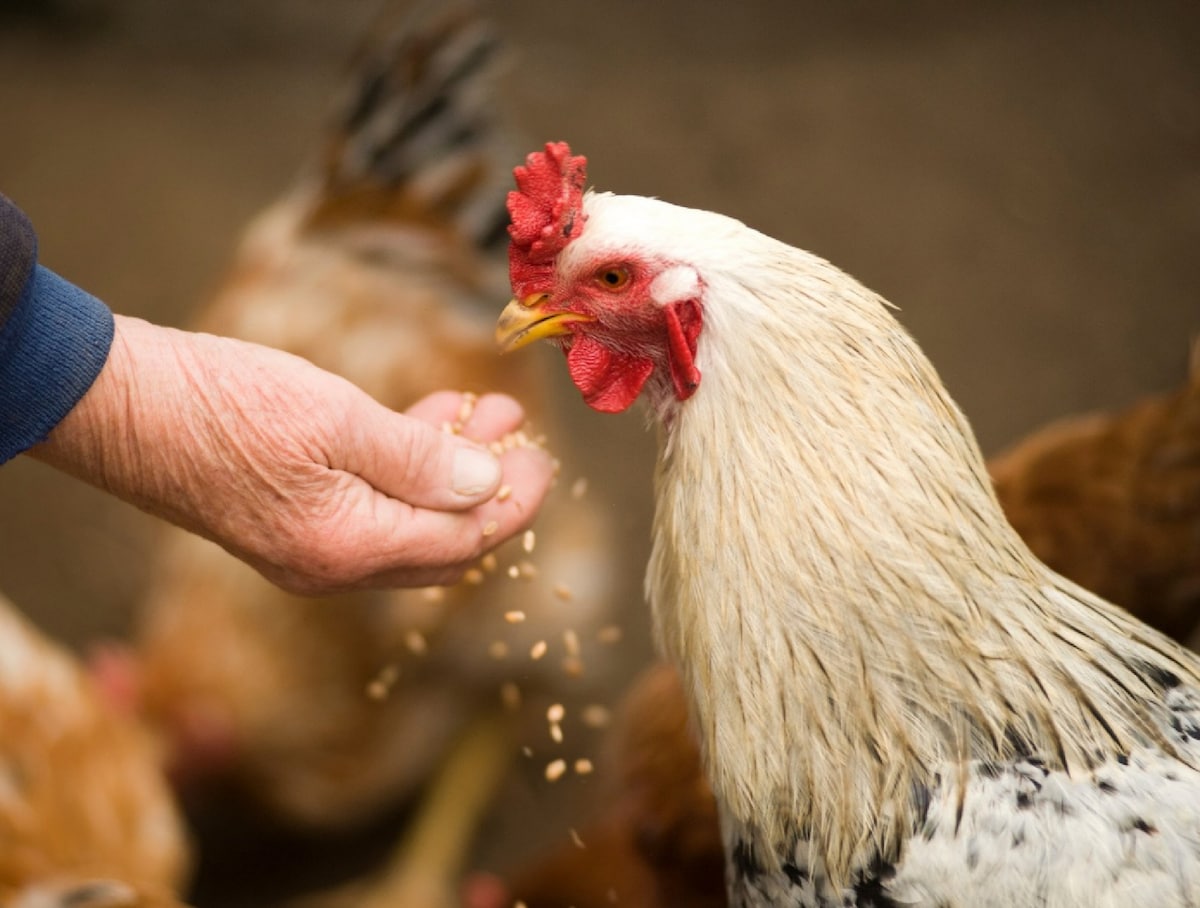 A hand is extended towards a white rooster, showcasing its striking red comb and white feathers. In the background, several hens are scattered, indicating an active and caring farm environment.