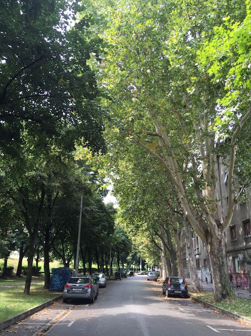 Our street in the summer :)