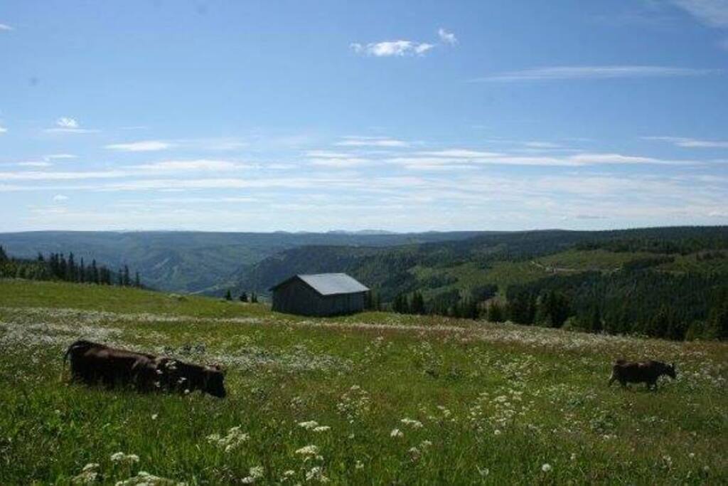 View from the cabin window.