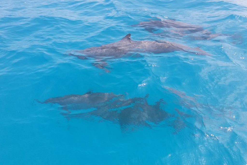 Dolfin's Safari