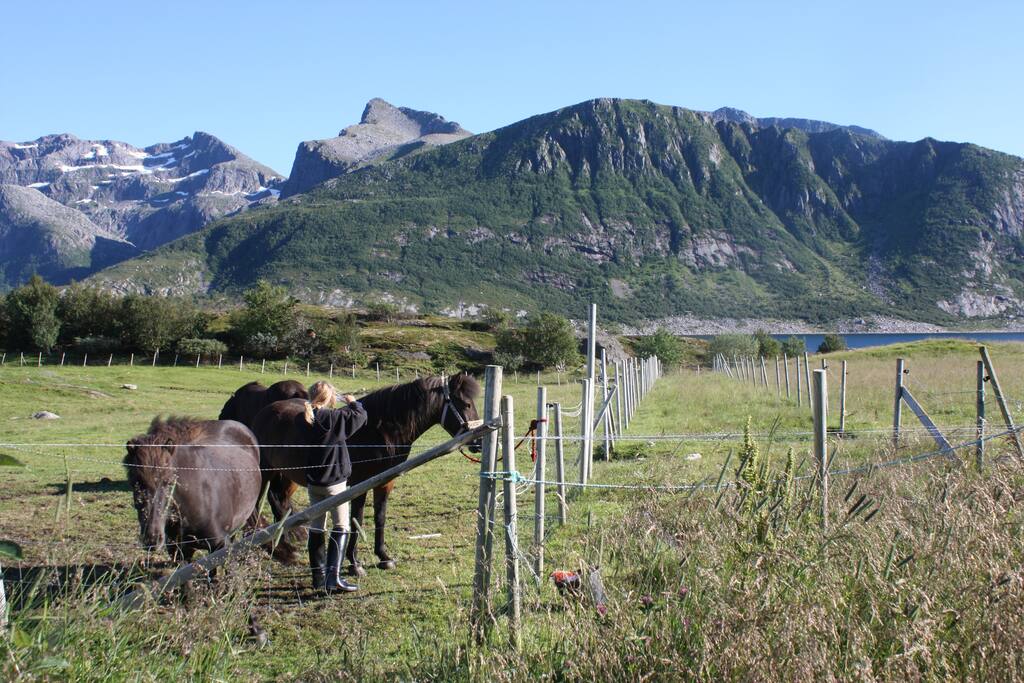Noen av hestene på Bakkan Gård.