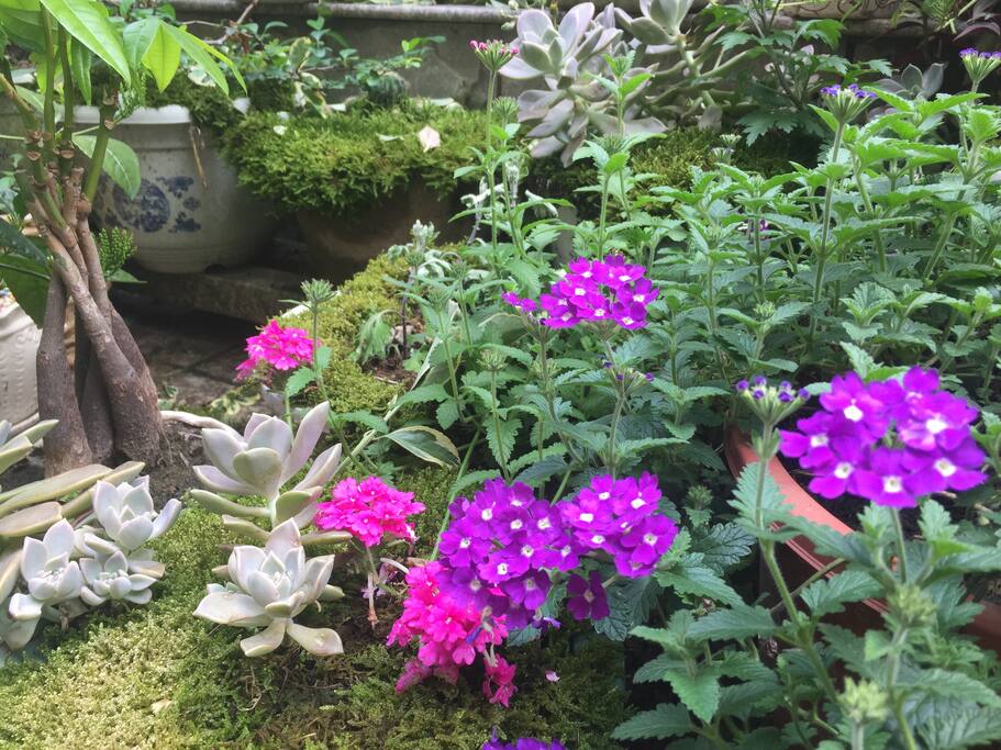 院内花草