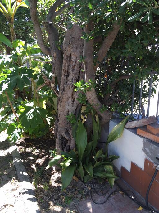 50 cm di "Foresta" di fronte a casa