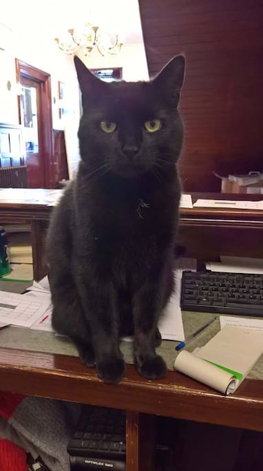 Hotel Cat Sly on Reception