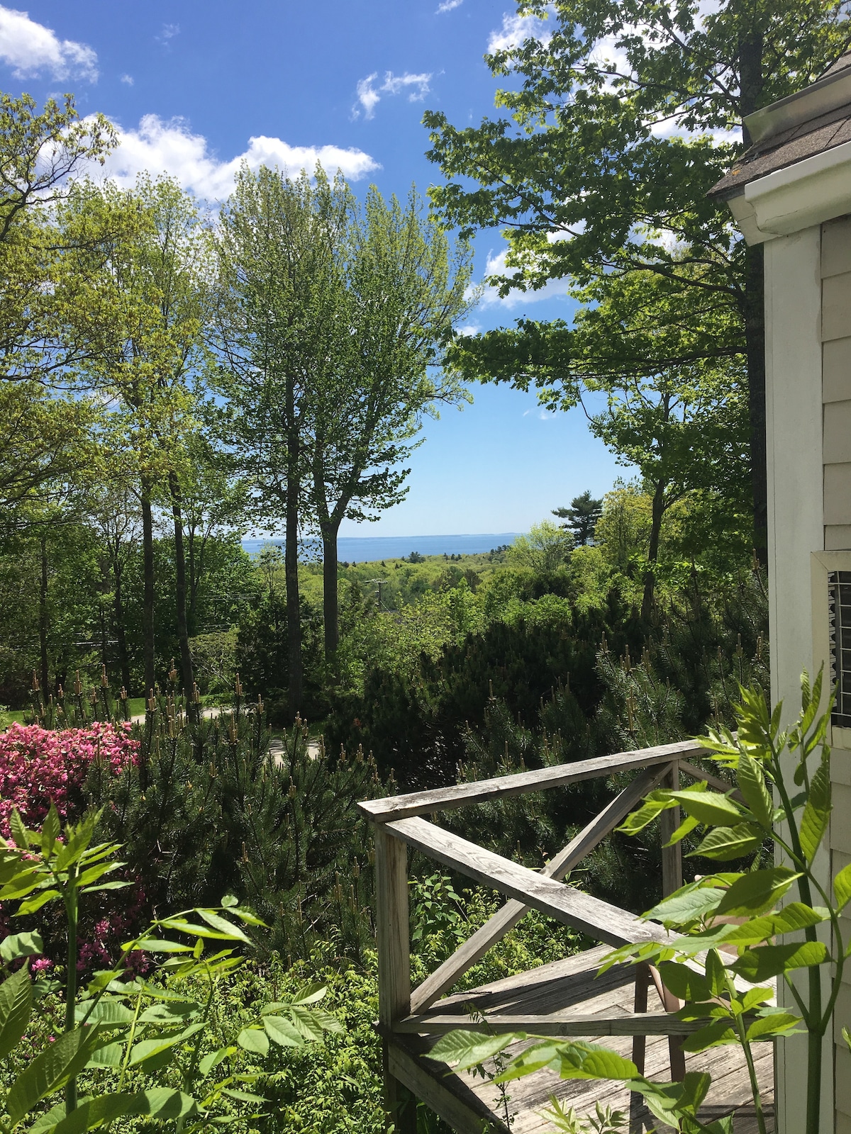 A view from the deck showcases lush greenery and tall trees surrounding the cottage. A glimpse of Penobscot Bay can be seen in the distance under a blue sky, framed by a calming landscape of verdant plants and colorful blooming flowers.
