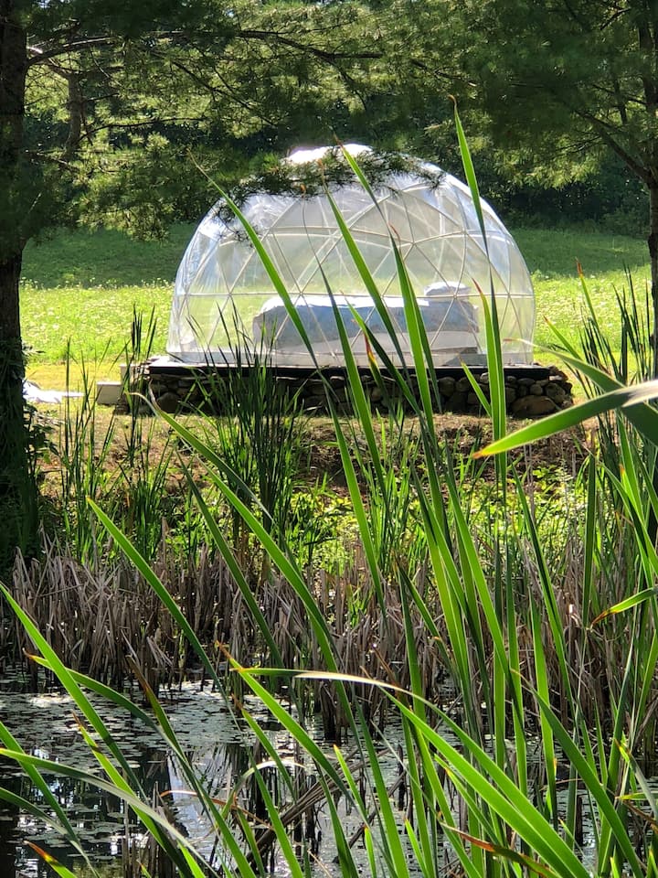 Lush vegetation surrounding the pond  