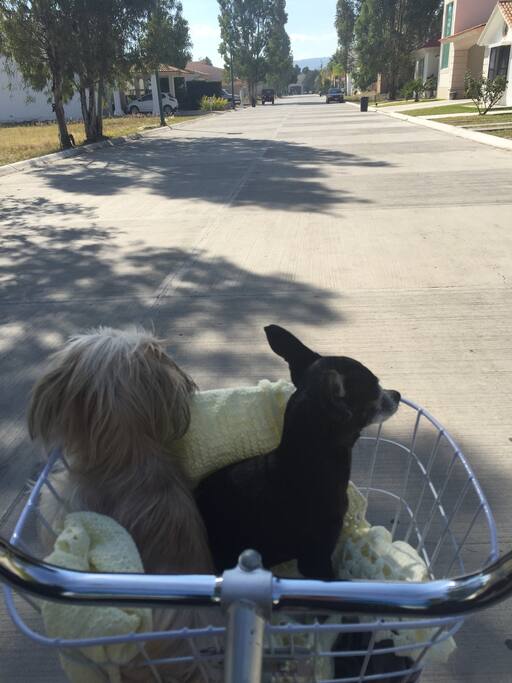 Dos Perritas