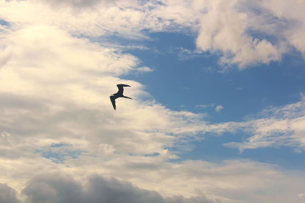 Seagulls are a common sighting