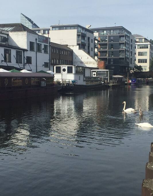 Family of swans who live just outside the flat. You will for sure see them on your visit!