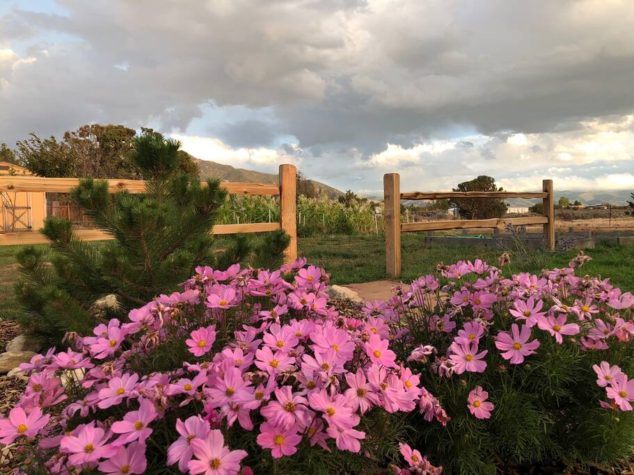 Our side yard