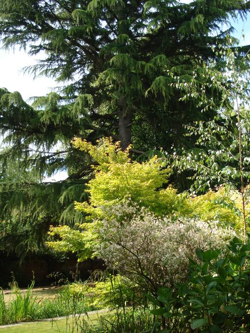Front garden in Summer